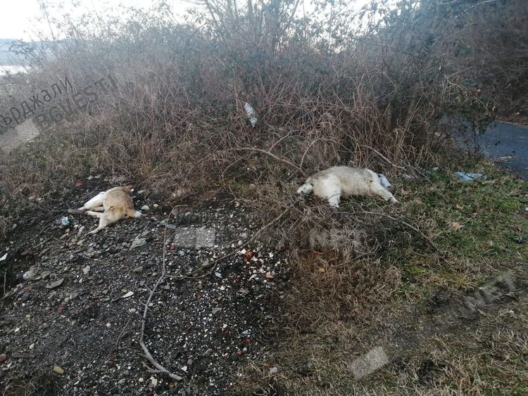 Гробница за отровени кучета край Кърджали,  изхвърлят овъглени трупове на бездомни животни