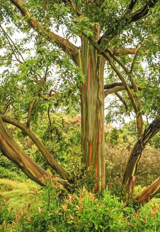 Дървета с цветовете на дъгата