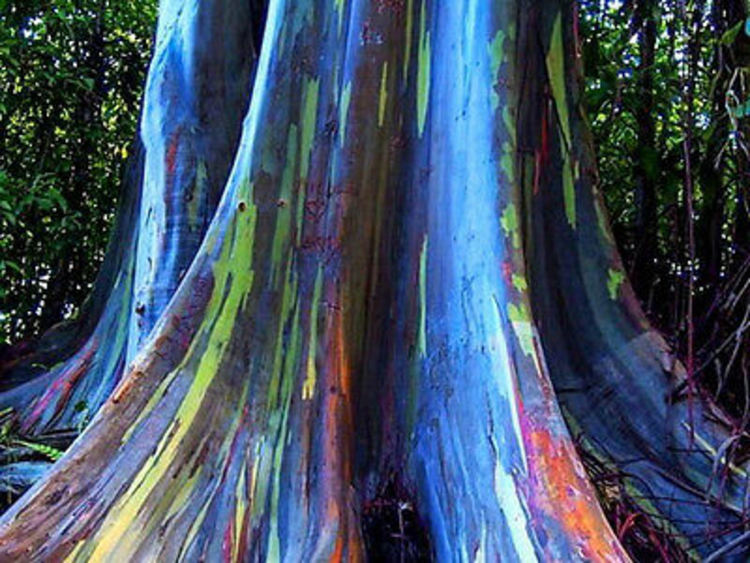 Дървета с цветовете на дъгата