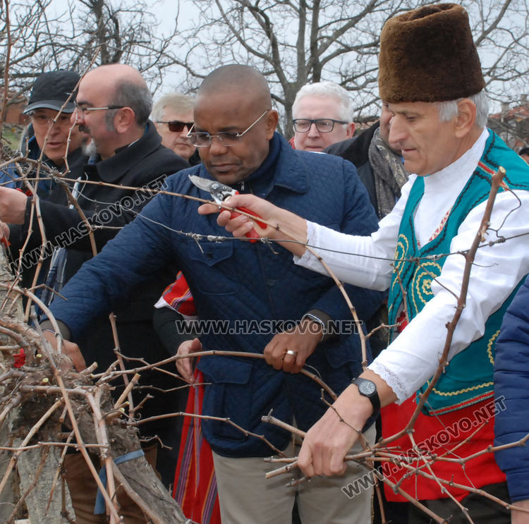 Лозарите от Стамболово се надяват на добра реколта тази година