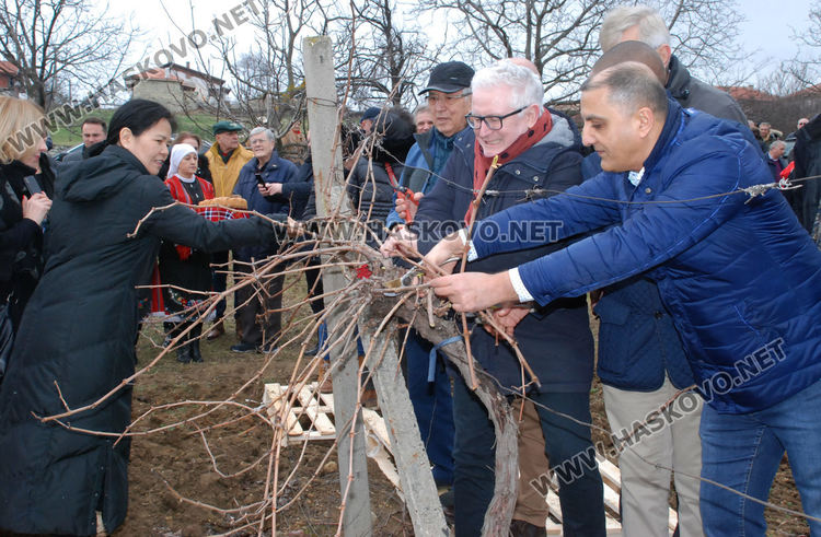 Лозарите от Стамболово се надяват на добра реколта тази година