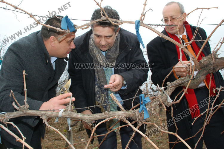 Лозарите от Стамболово се надяват на добра реколта тази година