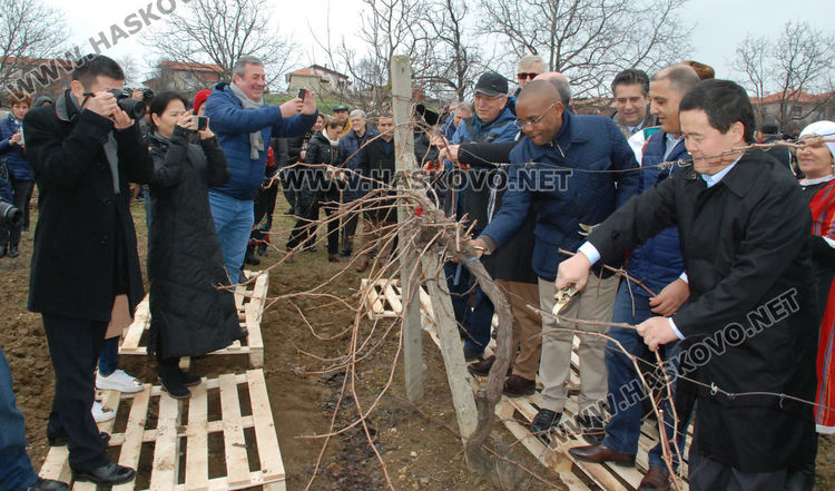 Лозарите от Стамболово се надяват на добра реколта тази година