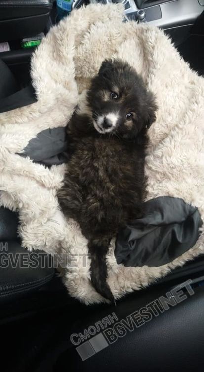 Те са тези дето хранят „помиярите“ в квартала. И няма да спрат да го правят  