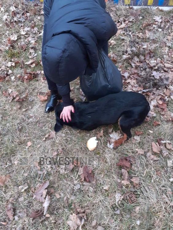 Те са тези дето хранят „помиярите“ в квартала. И няма да спрат да го правят  