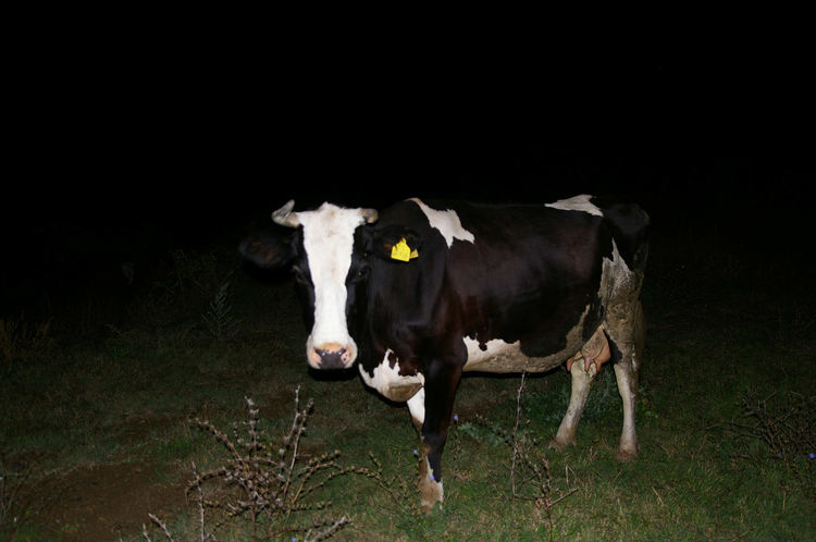 Крава предизвика катастрофа, 300 кг.месо заловени при специализирана операция