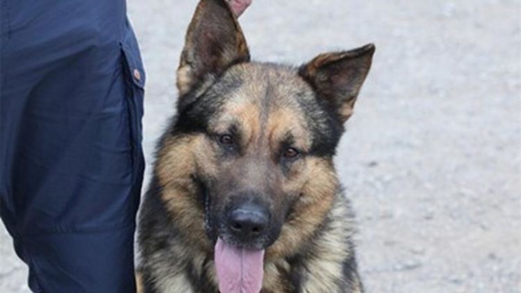 Издирват старец загубил се в Крумовградско, полицията на крак