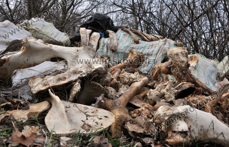 Събраха около 400 кг животински кости, изхвърлени край Конуш