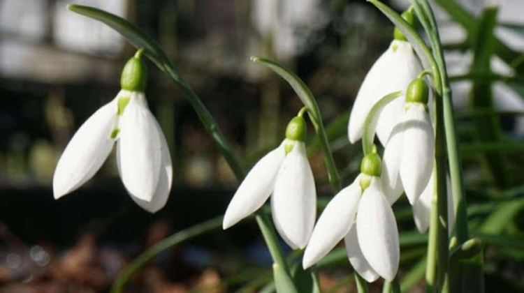 Пролет през февруари