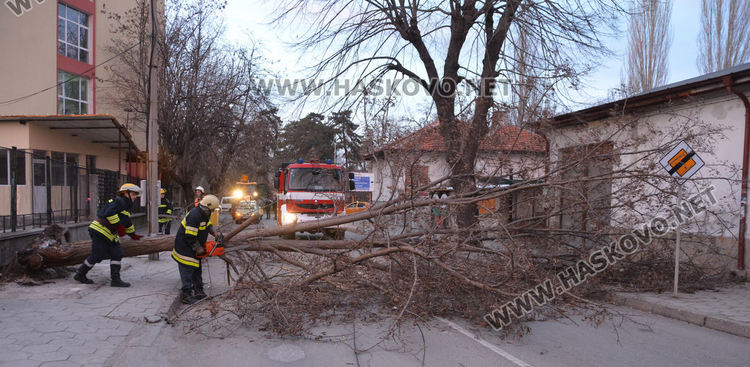 Силният вятър изкорени дървета в Хасково