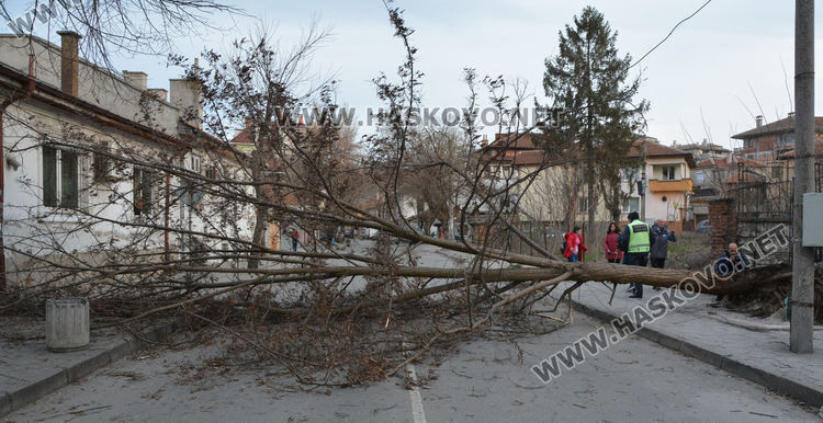 Силният вятър изкорени дървета в Хасково