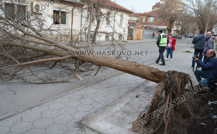 Силният вятър изкорени дървета в Хасково