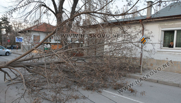 Силният вятър изкорени дървета в Хасково