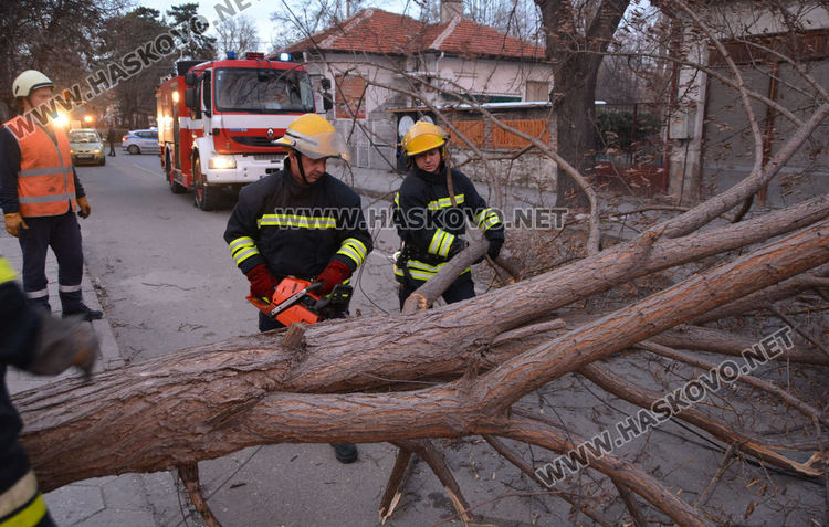 Силният вятър изкорени дървета в Хасково