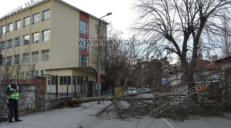 Силният вятър изкорени дървета в Хасково