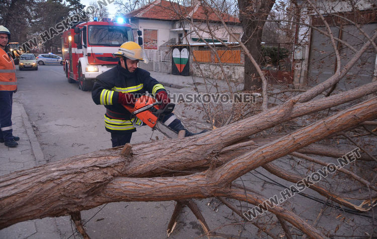 Силният вятър изкорени дървета в Хасково