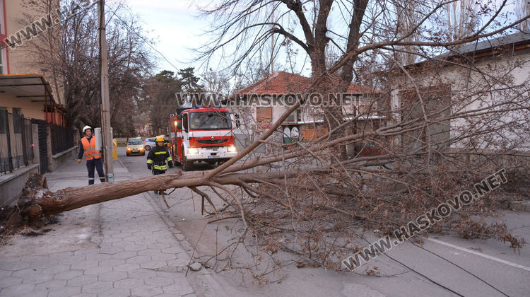 Силният вятър изкорени дървета в Хасково