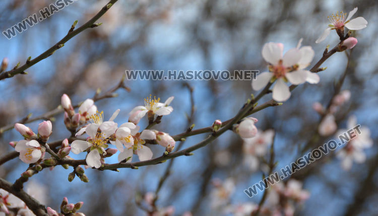 Цъфналите бадеми в Хасково напомнят за наближаването на пролетта