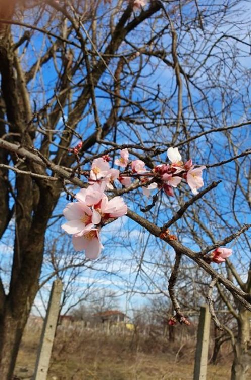 Снимка: Ники Майстора