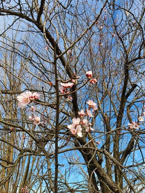 Снимка: Ники Майстора