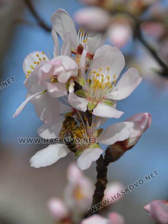 Цъфналите бадеми в Хасково напомнят за наближаването на пролетта
