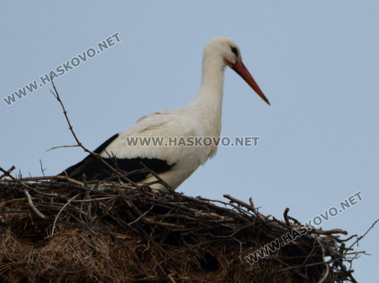 Първият щъркел носи пролетен полъх в Подкрепа