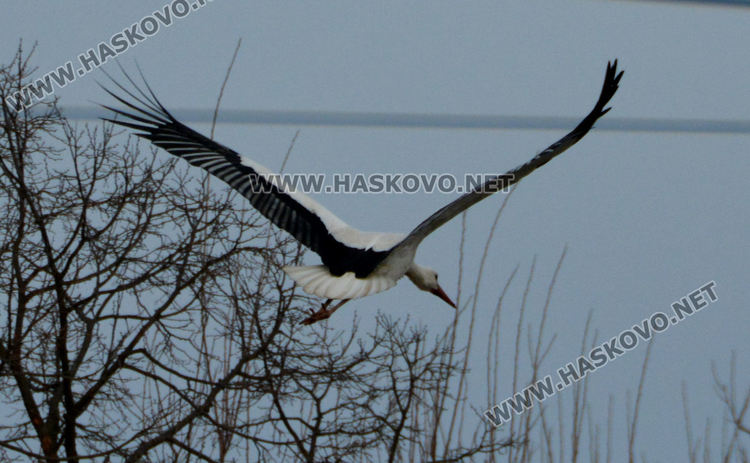 Първият щъркел носи пролетен полъх в Подкрепа