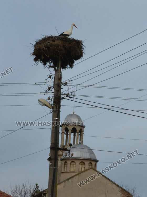 Първият щъркел носи пролетен полъх в Подкрепа