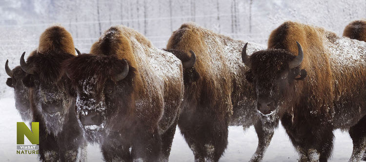 Акценти по VIASAT NATURE през март