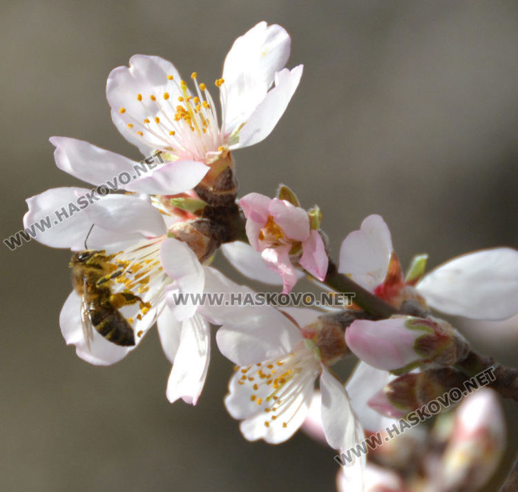 Затопляне от понеделник