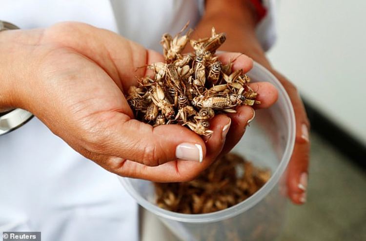 Учени опекоха торта, бисквити и вафли с масло от насекоми