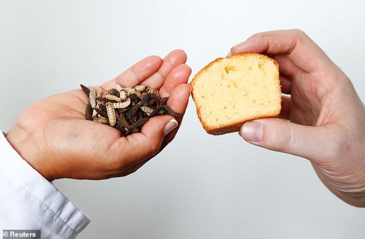 Учени опекоха торта, бисквити и вафли с масло от насекоми