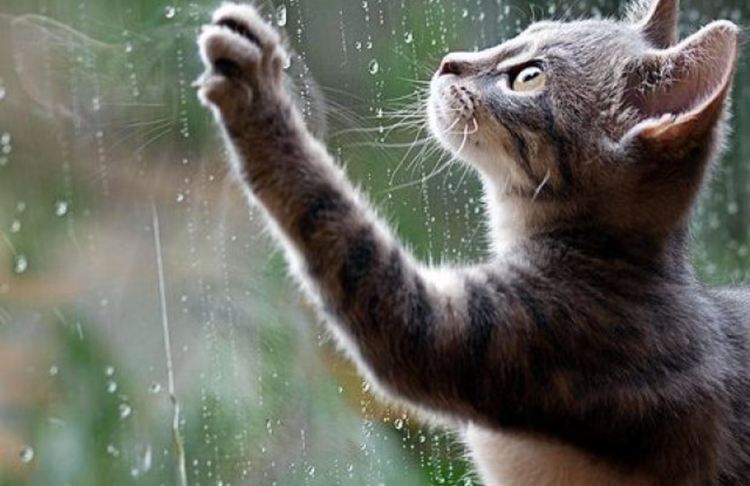 Облачно и дъждовно в сряда