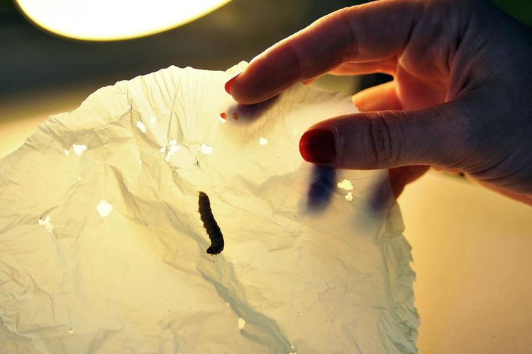 Научно потвърдено: Гъсеници ядат пластмаса