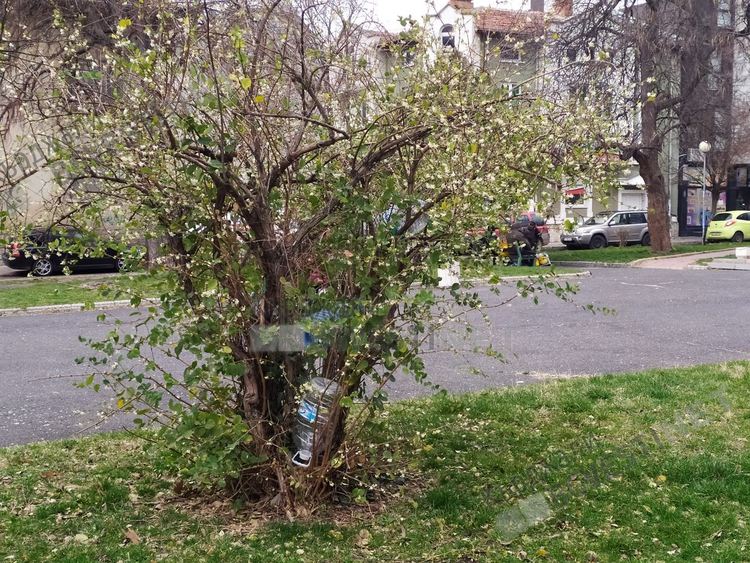 Баба Марта дойде и храстите в Кърджали цъфтят, днес ги чака дъжд