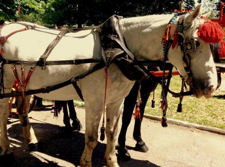 Кушии на Тодоровден в Асеновград