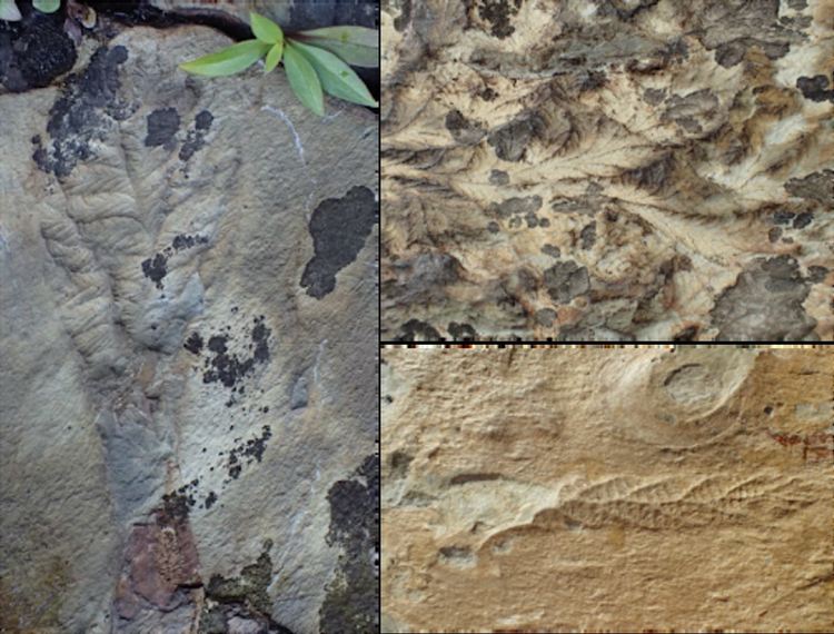 Древни оганизми били свързани в мрежа преди 500 млн. години