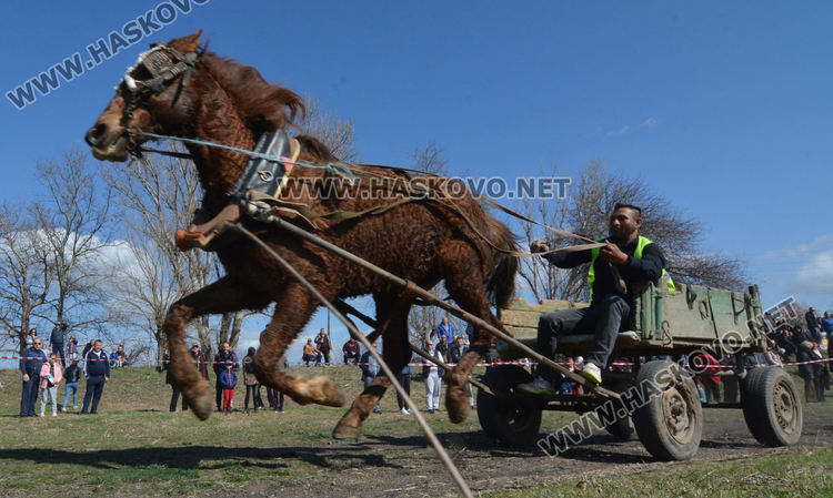 Кушия в Бисер за Тодоровден, Цимент е най-красивият кон