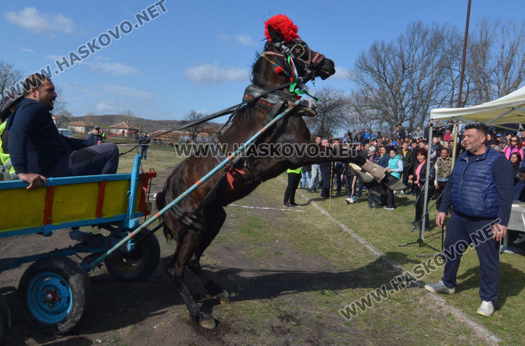 Кушия в Бисер за Тодоровден, Цимент е най-красивият кон