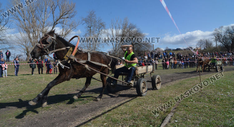 Кушия в Бисер за Тодоровден, Цимент е най-красивият кон