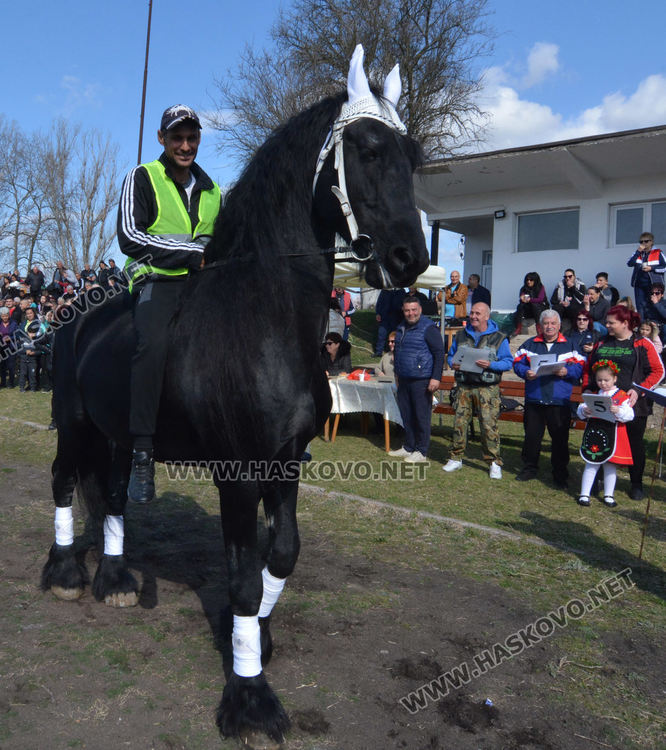 Най-красивият кон