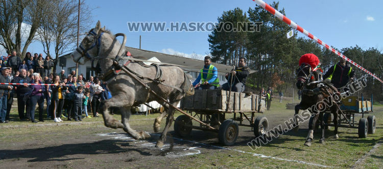 Кушия в Бисер за Тодоровден, Цимент е най-красивият кон