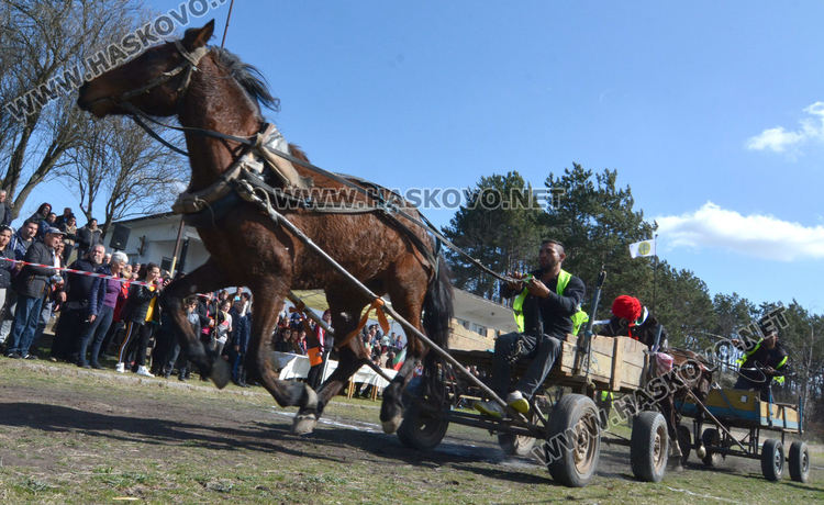 Кушия в Бисер за Тодоровден, Цимент е най-красивият кон