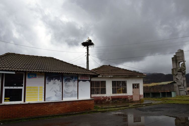 Първите щъркели дойдоха в Жълтуша