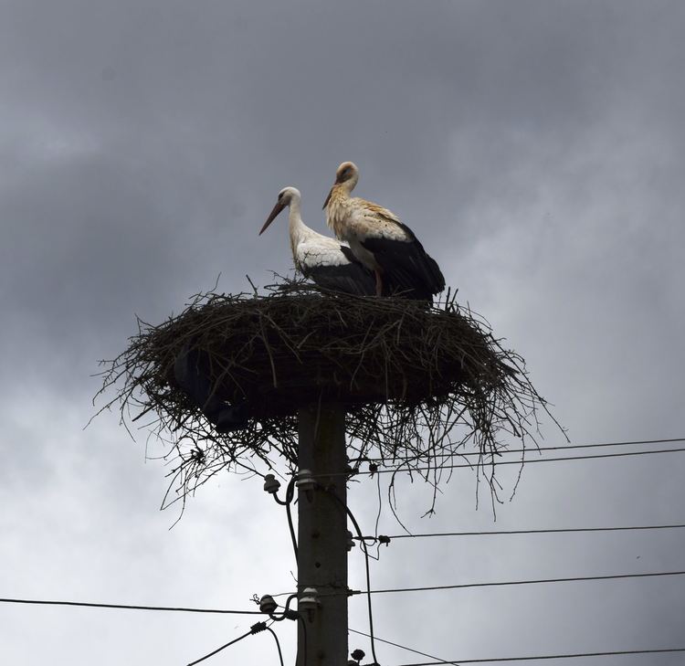 Първите щъркели дойдоха в Жълтуша