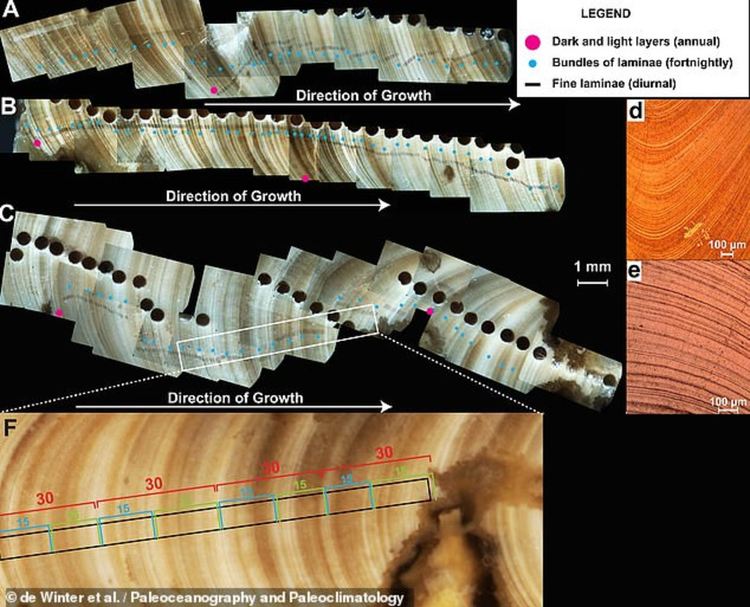 Годината имала 372 дни, океаните били горещи, а Луната - по-близо, разкрива древна черупка