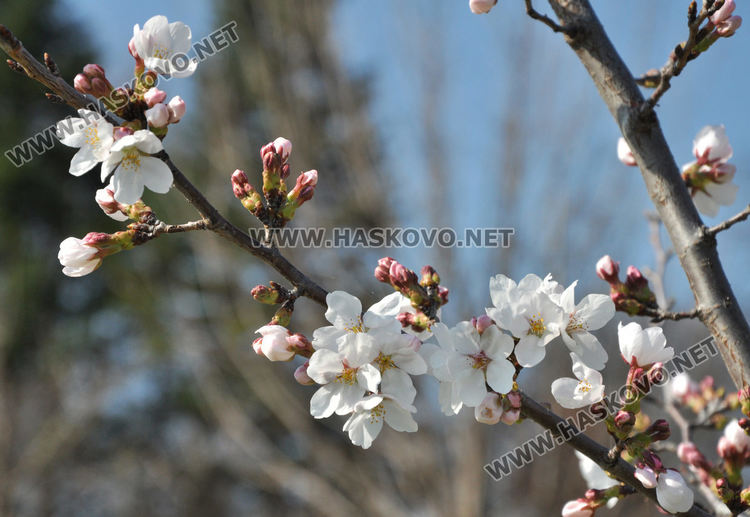 Сакурите на Ямача разцъфтяха много рано и  украсиха хълма