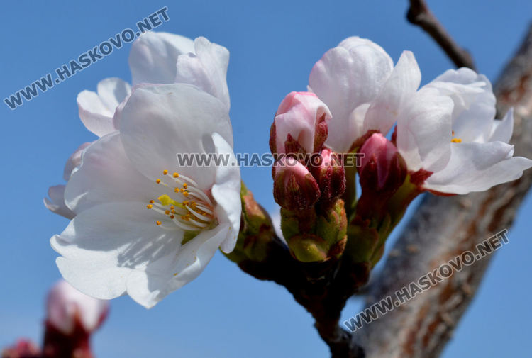 Сакурите на Ямача разцъфтяха много рано и  украсиха хълма