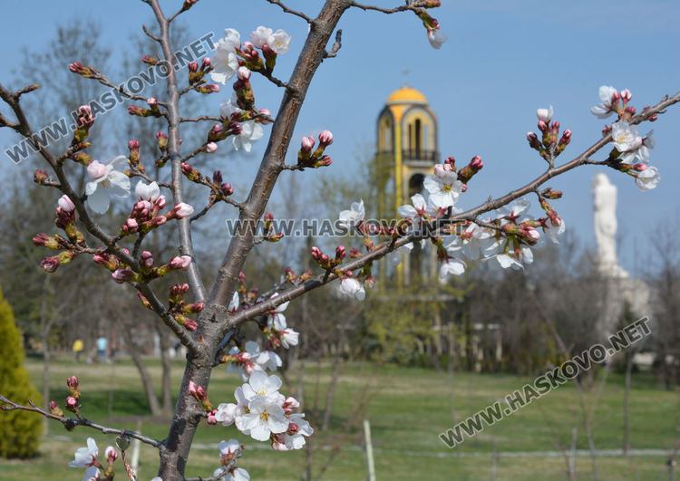 Сакурите на Ямача разцъфтяха много рано и  украсиха хълма