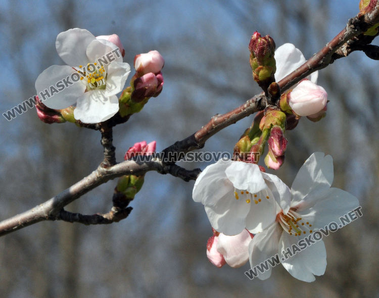 Сакурите на Ямача разцъфтяха много рано и  украсиха хълма